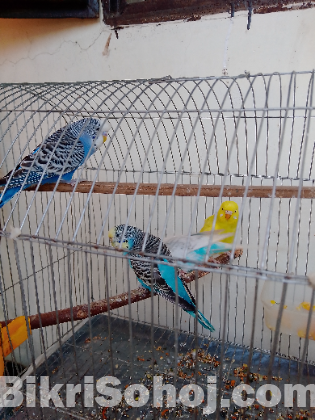 বাজিগর বাজিগার বাজরিগার